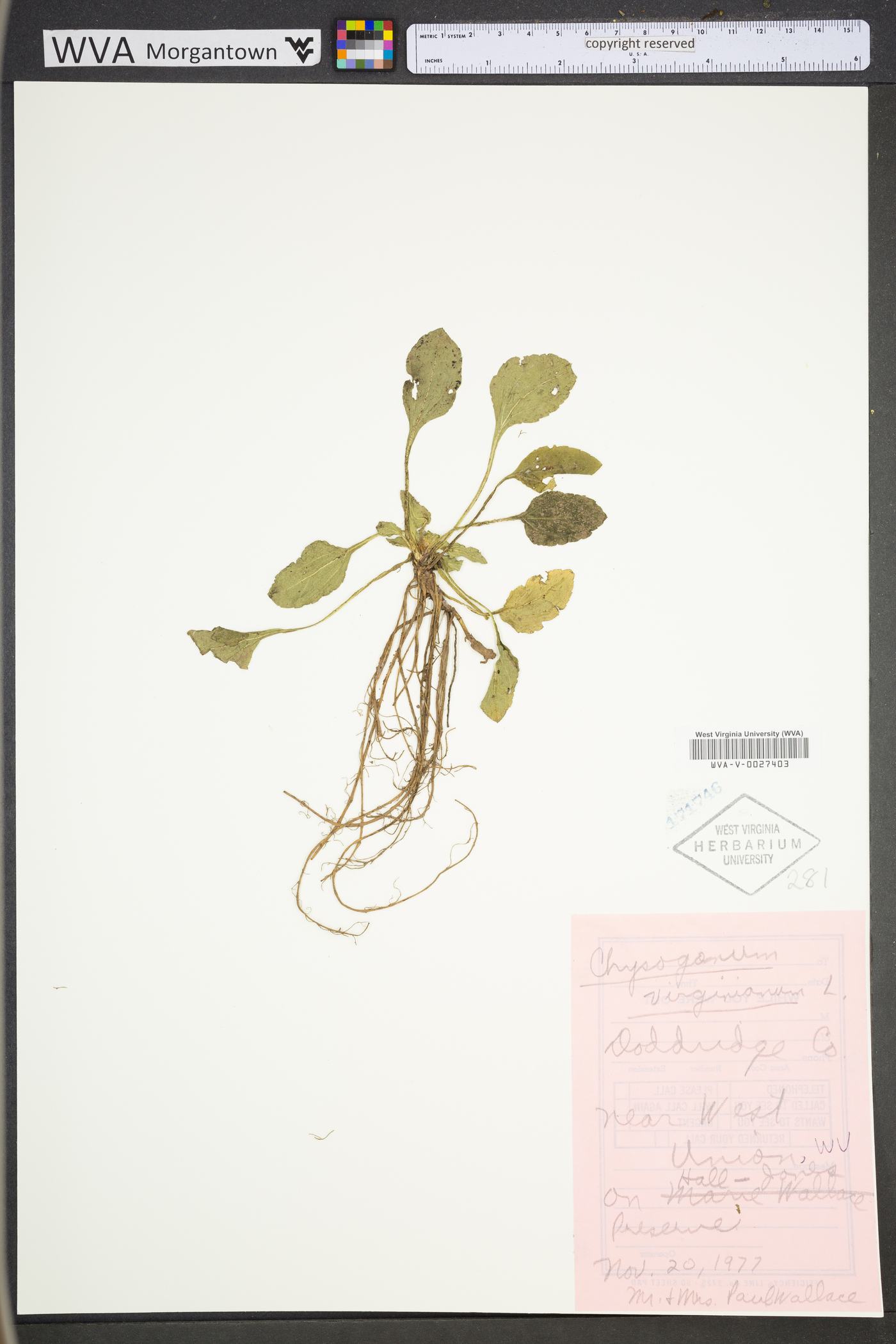Chrysogonum virginianum var. virginianum image