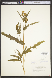 Erechtites hieraciifolius var. hieraciifolius image