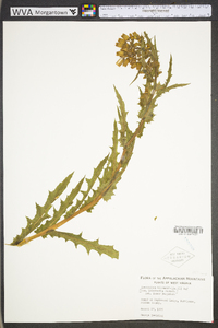 Erechtites hieraciifolius var. hieraciifolius image