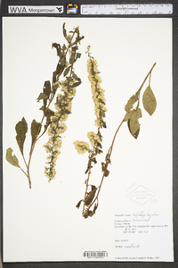 Solidago bicolor image