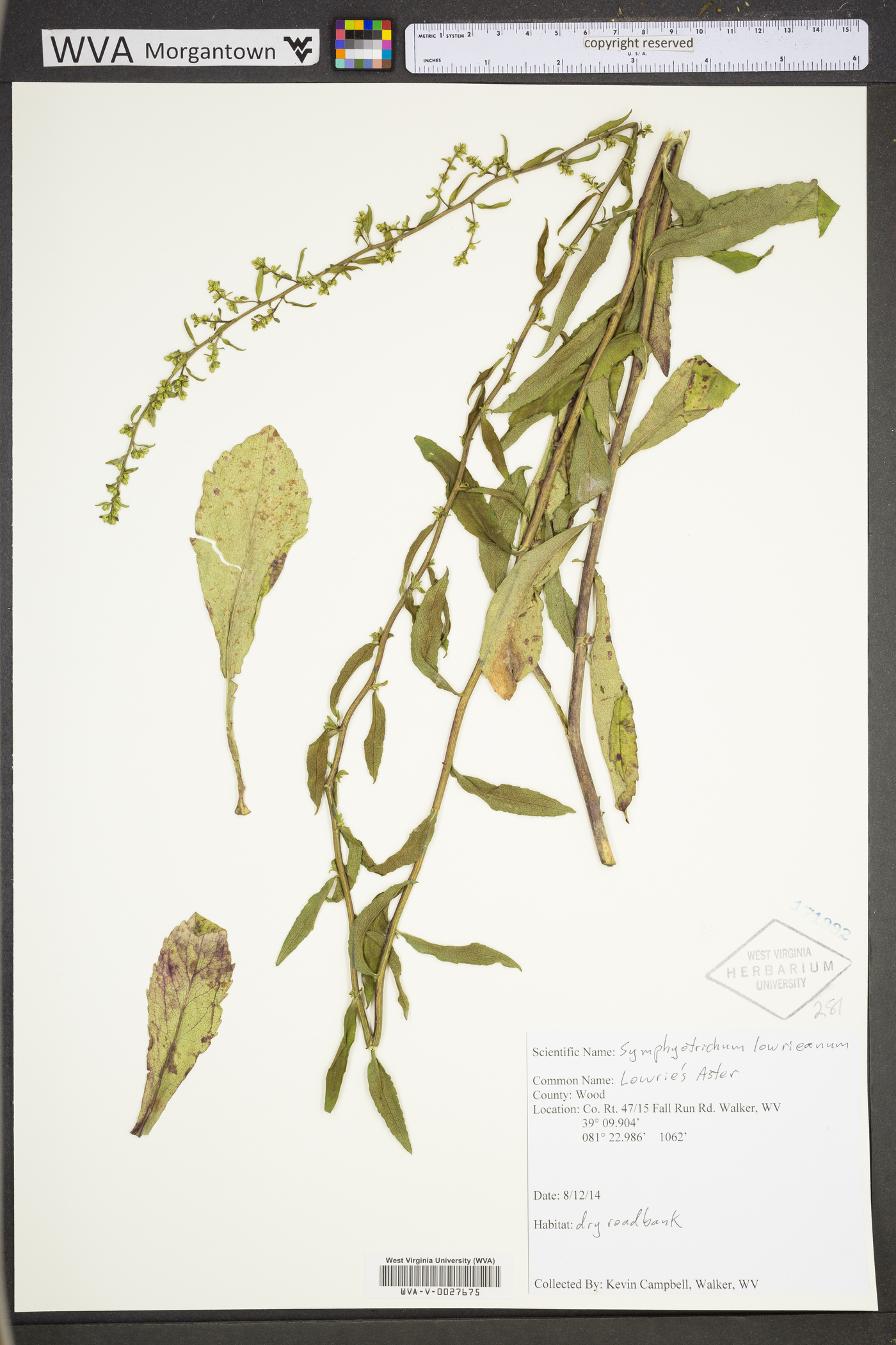 Symphyotrichum lowrieanum image