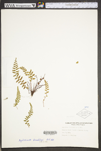 Asplenium bradleyi image