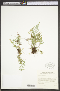 Asplenium montanum image