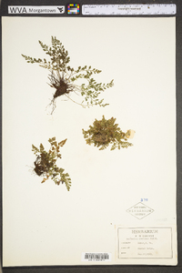 Asplenium montanum image