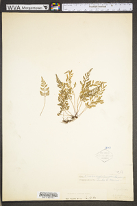 Asplenium montanum image