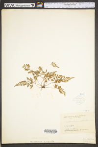 Asplenium montanum image