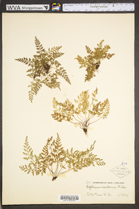 Asplenium montanum image