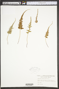 Asplenium pinnatifidum image