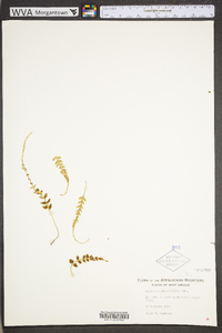 Asplenium pinnatifidum image