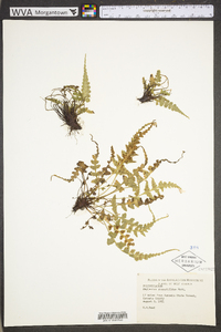 Asplenium pinnatifidum image