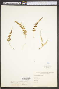 Asplenium pinnatifidum image