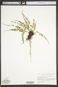 Asplenium pinnatifidum image