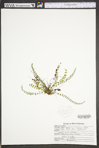 Asplenium resiliens image