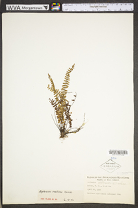 Asplenium resiliens image