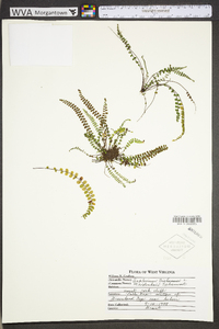 Asplenium trichomanes subsp. trichomanes image