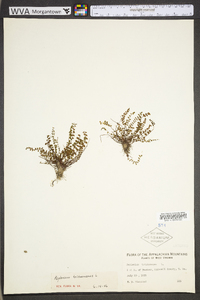 Asplenium trichomanes subsp. trichomanes image