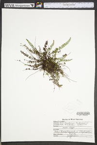 Asplenium trichomanes subsp. trichomanes image