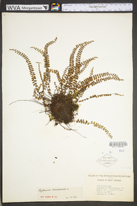 Asplenium trichomanes subsp. trichomanes image