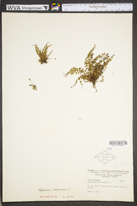 Asplenium trichomanes subsp. trichomanes image