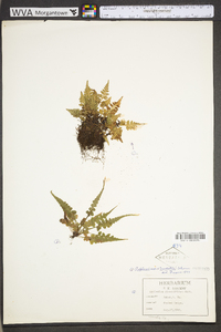 Asplenium pinnatifidum image