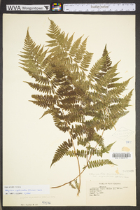 Athyrium filix-femina var. asplenioides image