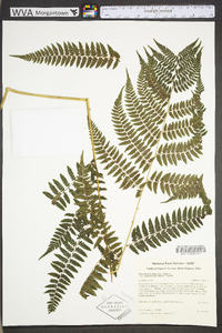 Athyrium filix-femina var. asplenioides image