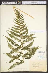 Athyrium filix-femina var. asplenioides image