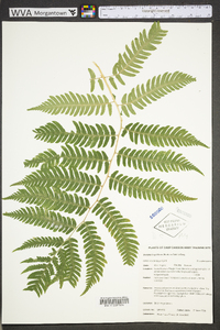 Dryopteris goldieana image