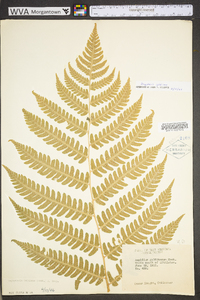 Dryopteris goldieana image