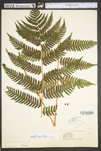 Dryopteris goldieana image