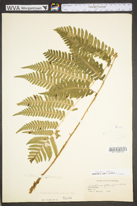 Dryopteris goldieana image