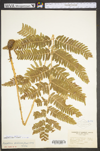 Dryopteris goldieana image