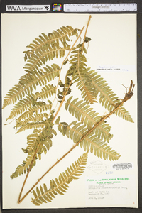 Dryopteris goldieana image