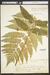 Dryopteris goldieana image