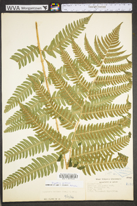 Dryopteris goldieana image