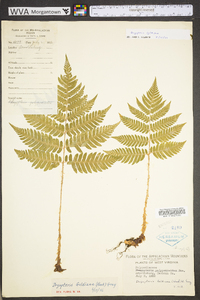 Dryopteris goldieana image