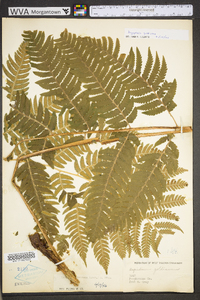 Dryopteris goldieana image