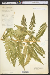 Dryopteris goldieana image