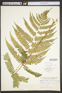 Dryopteris goldieana image