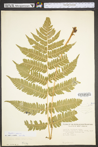 Dryopteris goldieana image