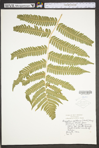 Dryopteris goldieana image