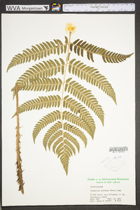 Dryopteris goldieana image