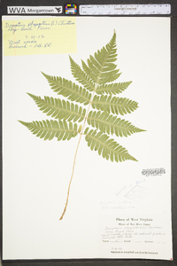 Dryopteris goldieana image