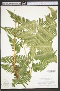 Dryopteris goldieana image