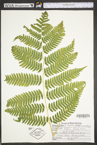 Dryopteris goldieana image