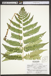 Dryopteris goldieana image