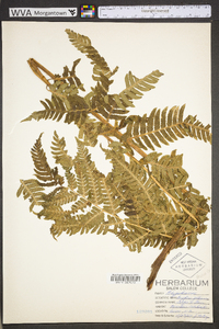 Dryopteris goldieana image