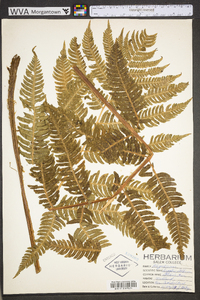 Dryopteris goldieana image