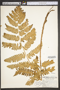 Dryopteris goldieana image