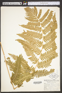 Dryopteris goldieana image